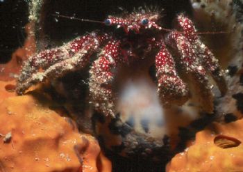 "Bad hair day."  Taken w/NikV, 28mm lens, 1:2 macro & Nik... by Beverly Speed 